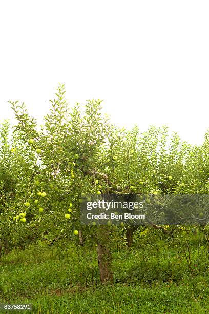 green apple tree in orchard - orange county stockfoto's en -beelden