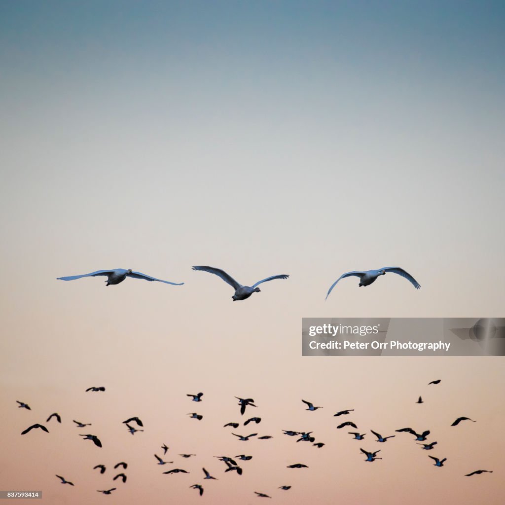 Bewick's Swans and Lapwings in Evening Light