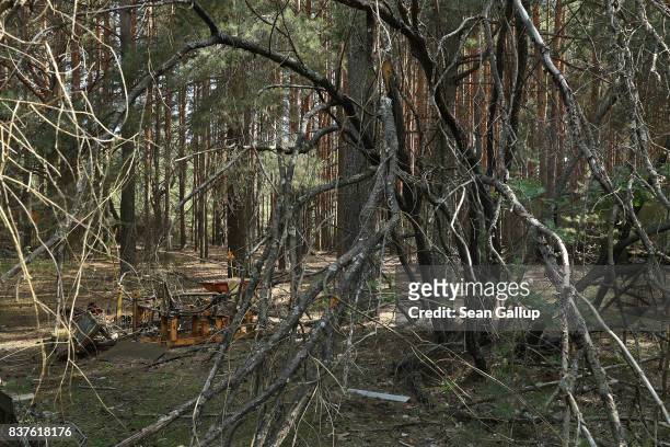Trees stand in an area with a high level of radioactive contamination in the ghost town of Pripyat not far from the Chernobyl nuclear power plant on...