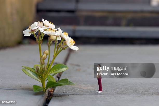 miniature woman looking at flower - adorno floral - fotografias e filmes do acervo