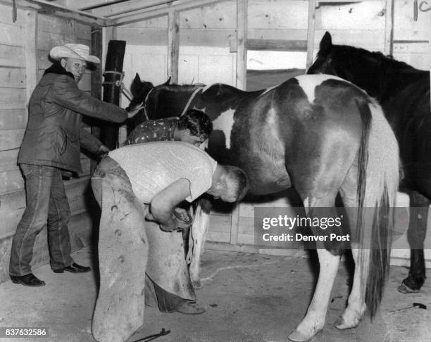 Laurence Tate applies shoe with the help of Howard Bade and Ben Adamson, left, in Tate's shop near the Frontier Riding Club, north Cheyenne. Credit:...