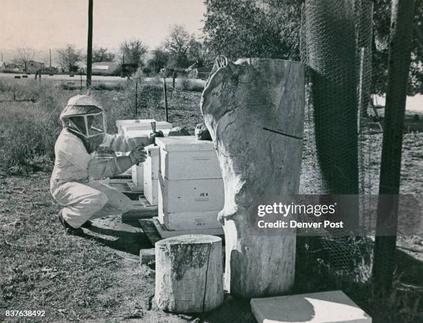 Starting beepkeeping with 60 hives may have been overdoing it, Scherbenski said. Credit: Denver Post