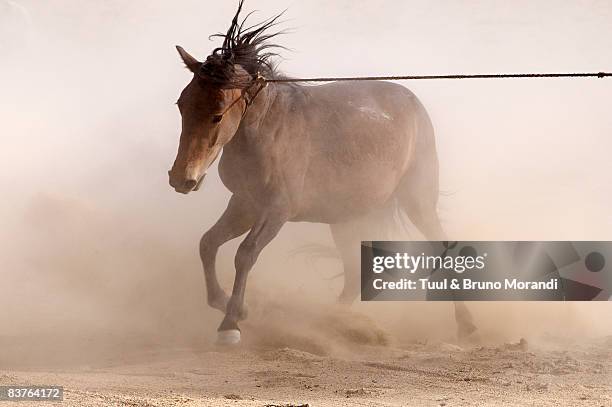 rallying of horses drove. mongolia - khovd stock pictures, royalty-free photos & images