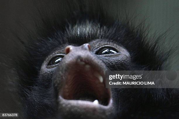 1,674 Spider Monkey Photos and Premium High Res Pictures - Getty Images 1,674 Spider Monkey Photos and Premium High Res Pictures - Getty Images