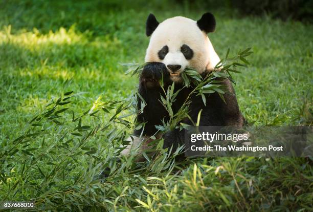 Giant panda Mei Xiang in her habitat as the zoo celebrates the first birthday of her cub Bei Bei at the Smithsonian National Zoo in Washington, DC on...
