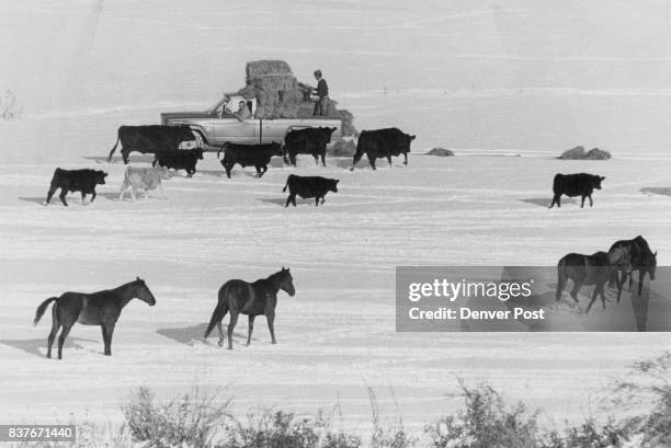 When It's ***** Time in Wyoming Frank Getty, who operates a ranch south of Lander, Wyo., on the Little Popo Agie River, loaded his truck with feed...