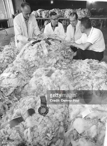 And Several Yards Wide Judges at the sixth annual Colorado Wool Show Tuesday examine a 29-pound fleece from a grand champion ram. From left are Vern...