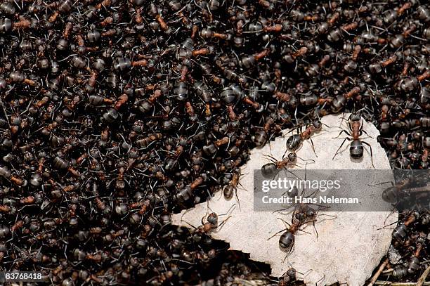 ants carrying a leaf - large group of animals stock-fotos und bilder