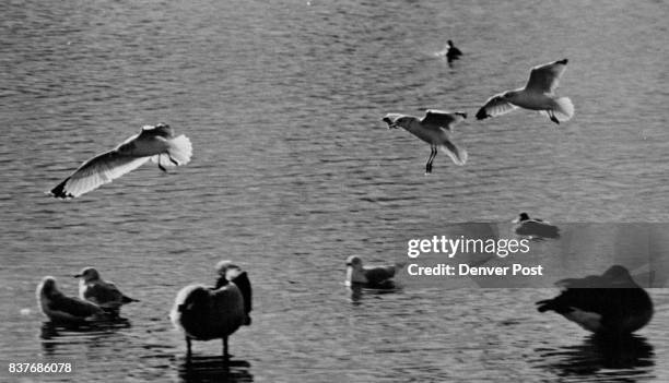 Cavort Examples 356 Cavort Stock Photos, High-Res Pictures, and Images - Getty Images