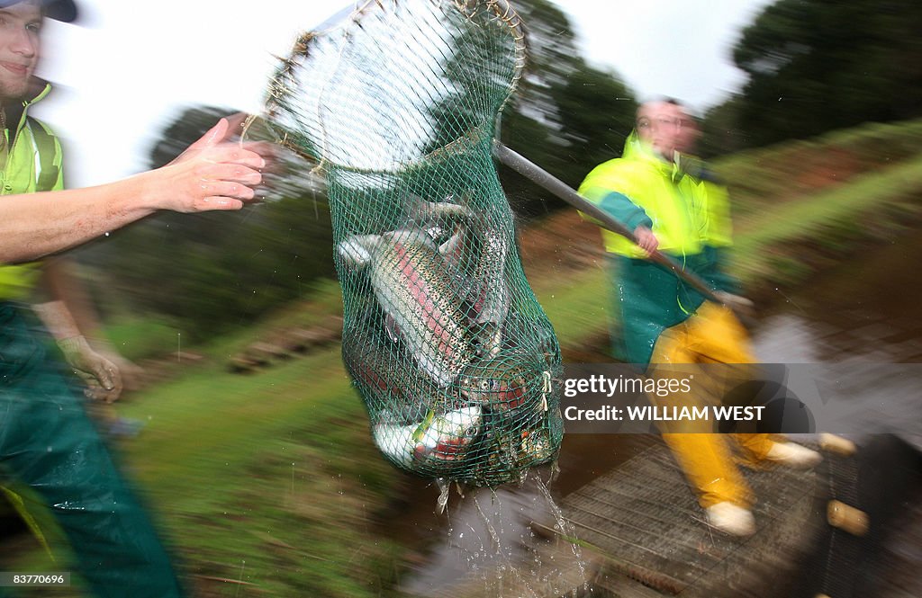 Two workers lift rainbow trout out of a