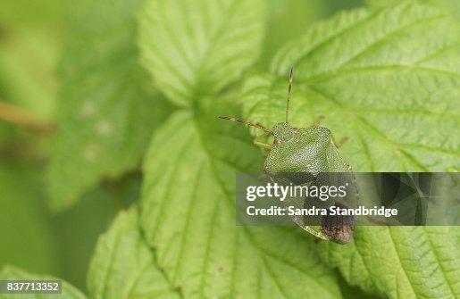 A Common Green Shieldbug (Palomena prasina) perched on a leaf. A Common Green Shieldbug (Palomena prasina) perched on a leaf.
