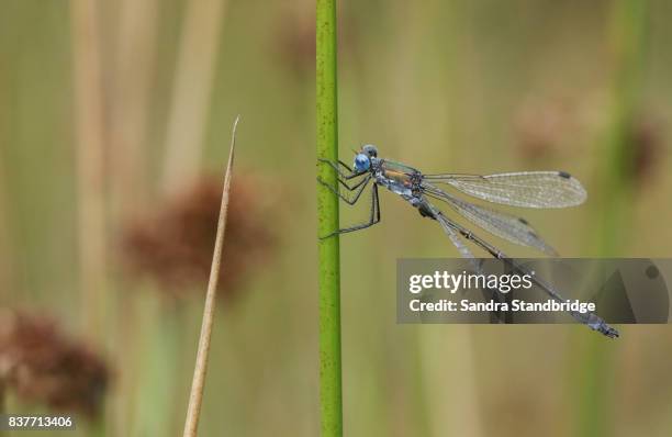 a pretty emerald damselfly or common spreadwing (lestes sponsa) perched on a reed. - sponsa stockfoto's en -beelden