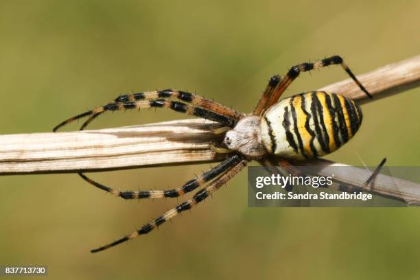 a wasp spider (argiope bruennichi) perched on a stick. - getingspindel bildbanksfoton och bilder