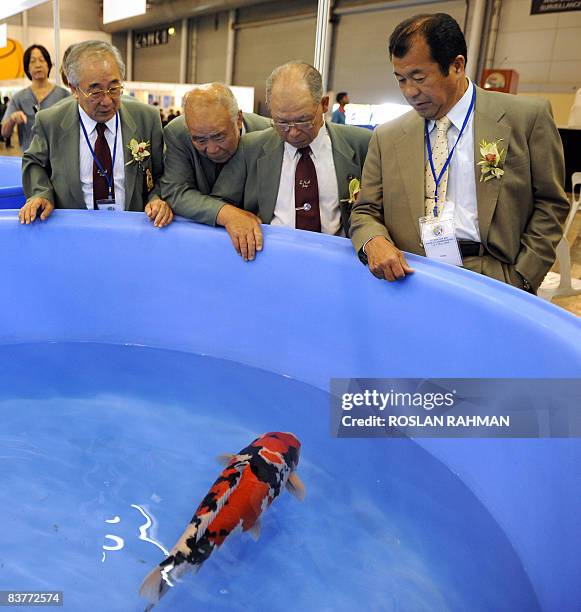 Members of a judging committe admire a koi fish, the grand prize winner of the First Asia Cup Koi show in Singapore on May 3, 2008. The colourful...