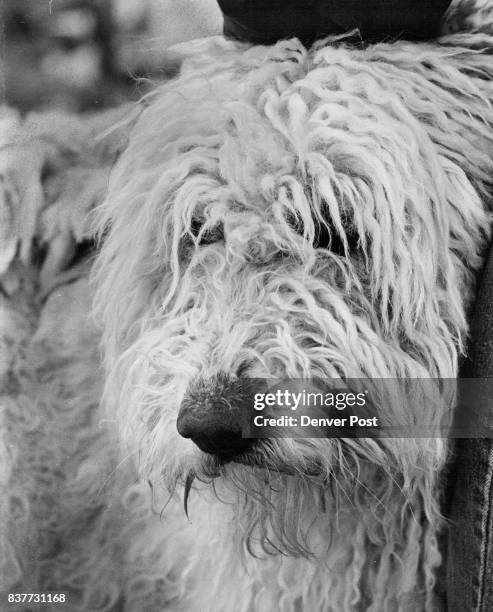 Shaggy, Rope-Haired Komondor Is Big, Aggressive Hungarian breed seems to have natural protective instinct for sheep. Credit: Denver Post