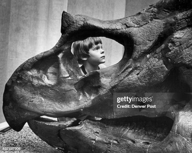 Triceratops Saturday Gabriel Nicles 7, ***** as seen thru the skull of the 68 million old Triceratop found in Whyoming... Credit: The Denver Post