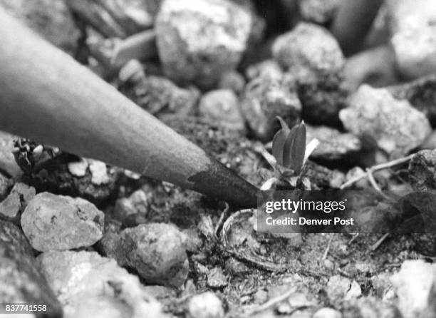 Size of tiny "belly" plant high above -timberline may be judged from pencil point be-side it. CU scientists have discovered that plants this size may...