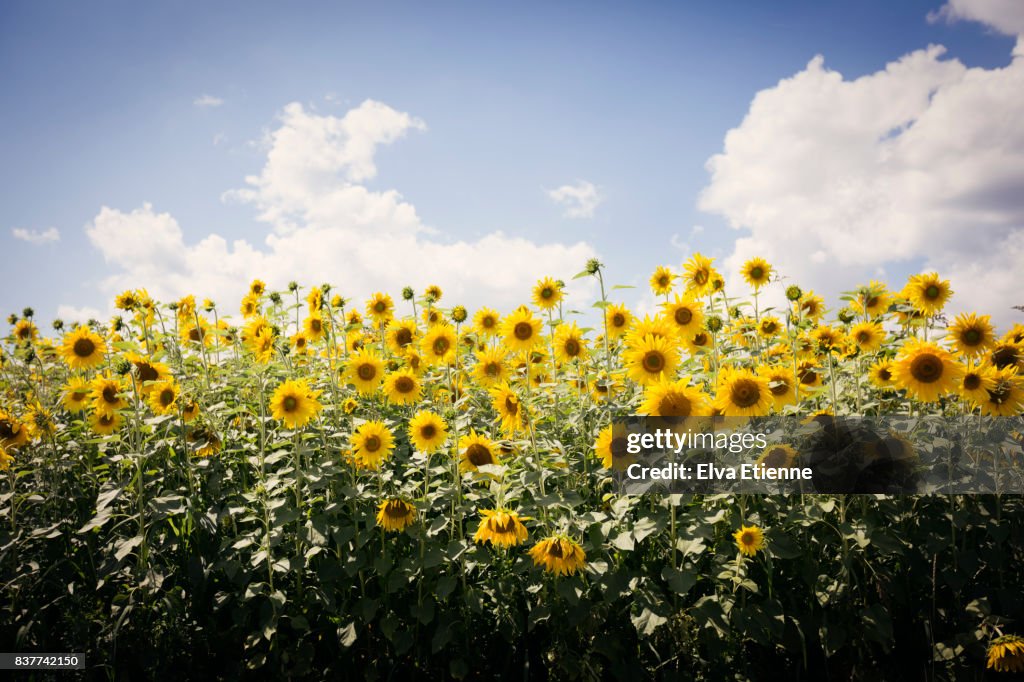 Field of summer sunflowers