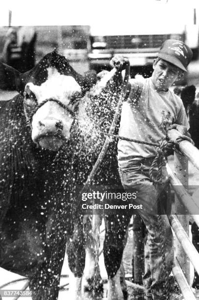Year old Kevin Heikes of Laveta, Colo., hoses down his Simmental steer "Bart" as he prepares for 4-H competition at the State Fair in Pueblo. Kevin...