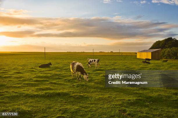 cows in the countryside - normandie stock-fotos und bilder