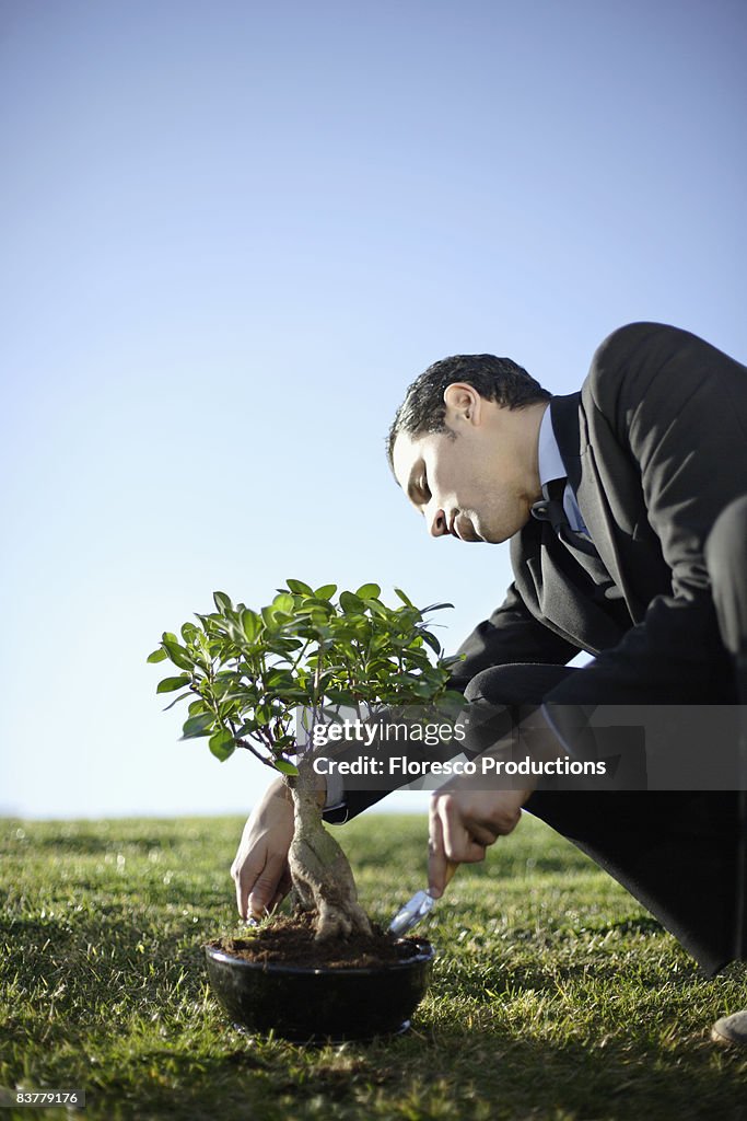 Business man nurturing bonsai outdoors