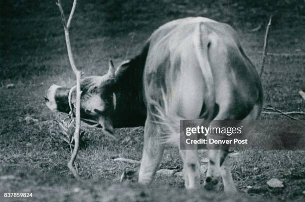 Here's How Contentment isn't everything it's cracked up to be. Even a cow that supposedly has it made gets an awful itch once in a while, and it can...