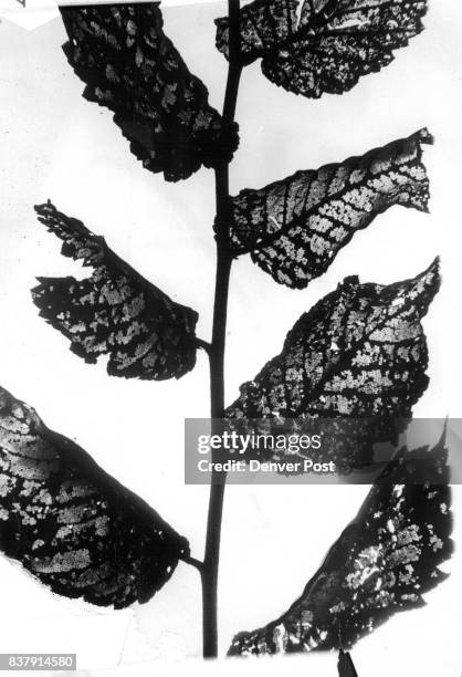 Dutch Elm Disease Credit: Denver Post, Inc.