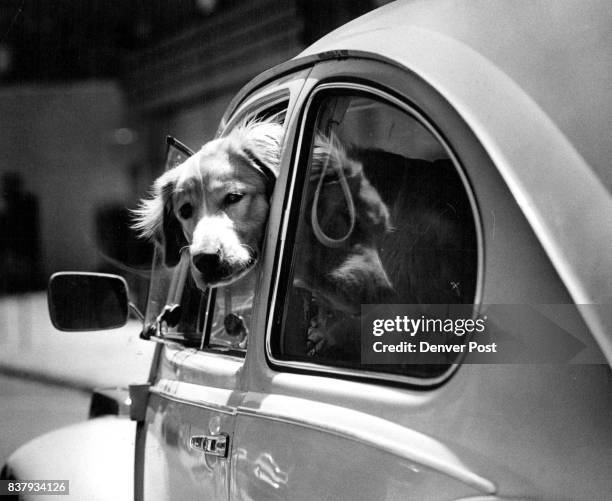 Doggie In The Window This friendly fellow peers from the window of his master's Volkswagen, perhaps feeling somewhat forlorn in summer's heat. But,...