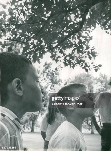 Standing under a tree in Denver's Washington Park, Eric Gutzait, left, and Michael Roark try to decide whether it's a tree of heaven, a honey locust...