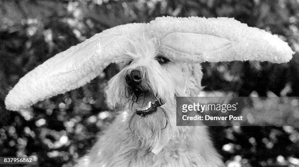 Lucy, soft-coated Wheaton Terrier, an Irish Breed, only 9 mos old, is dressed up by her owner Elle Barrett, in bunny ears fro Easter. Elle dresses...