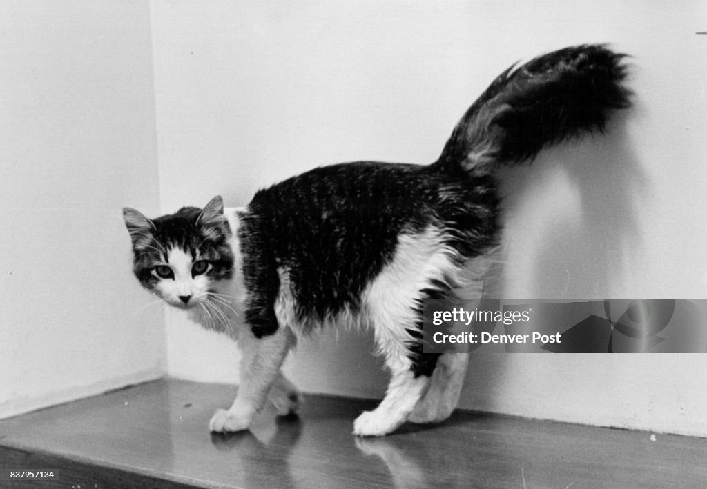 Denver Post Archives