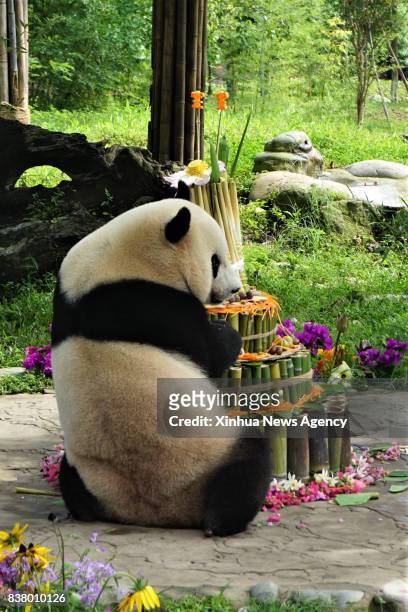 Aug. 23, 2017 -- Giant panda Bao Bao enjoys her birthday cake at the China Conservation and Research Center for Giant Pandas in Dujiangyan City,...