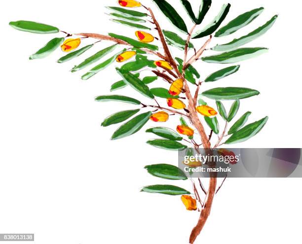watercolor painting hippophae sea buckthorn - buckthorn stock illustrations