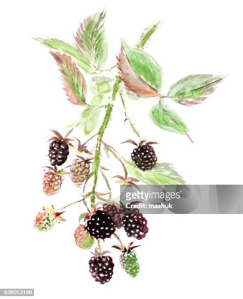 watercolor painting blackberry - blackberry fruit stock illustrations