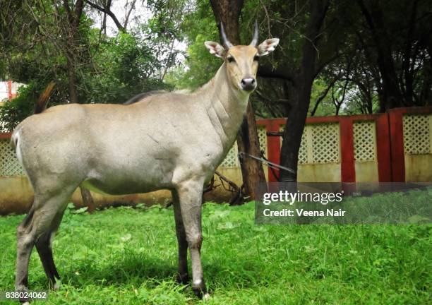 Neelguy 295 Nilgai Antelope Stock Photos, High-Res Pictures, and Images - Getty ...