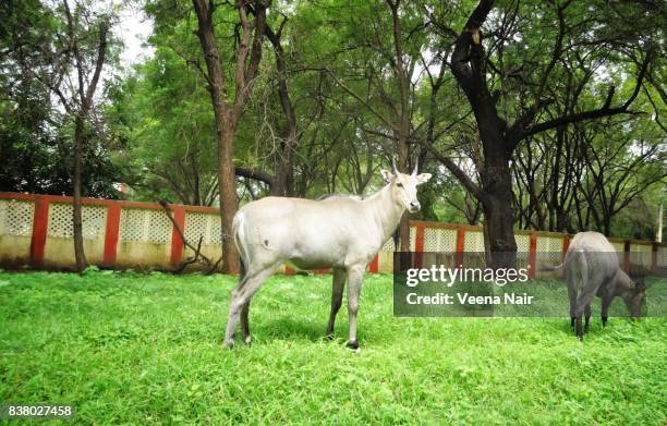 blue bull/nilgai-asian antelope in ahmedabad,gujarat - nilgai stockfoto's en -beelden