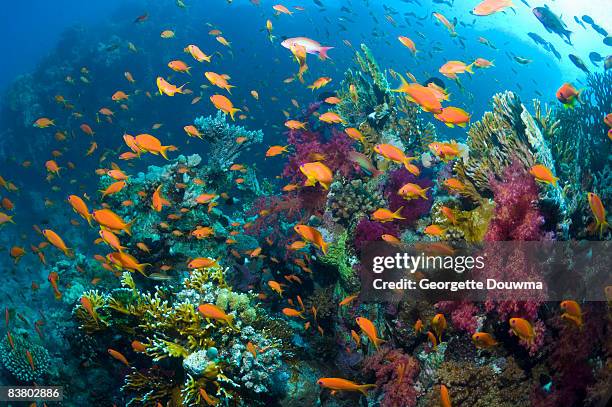 reef scenery - jewel fairy basslet stock pictures, royalty-free photos & images