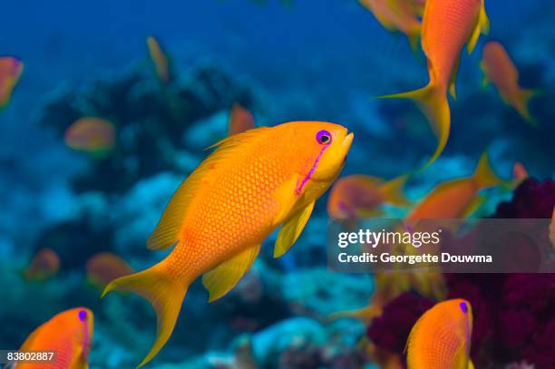 lyretail anthias or goldie - jewel fairy basslet stock pictures, royalty-free photos & images