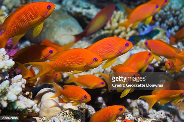 lyretail anthias or goldies - jewel fairy basslet stock pictures, royalty-free photos & images