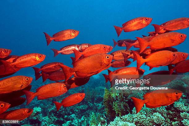 big-eye or goggle-eye fish - bigeye fish stock pictures, royalty-free photos & images