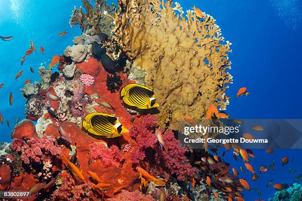 red sea raccoon butterflyfish - raccoon butterflyfish stock pictures, royalty-free photos & images