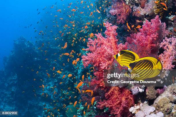 red sea raccoon butterflyfish - jewel fairy basslet stock pictures, royalty-free photos & images