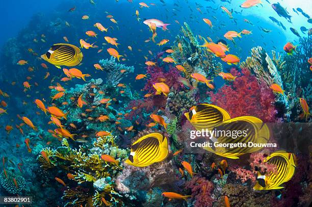 red sea raccoon butterflyfish - raccoon butterflyfish stock pictures, royalty-free photos & images