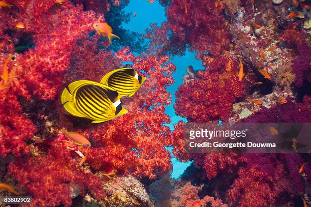 red sea raccoon butterflyfish - jewel fairy basslet stock pictures, royalty-free photos & images