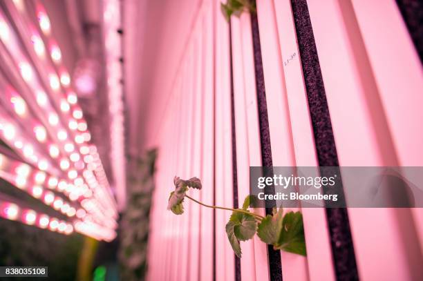 Single sprout sticks out from a vertical growing wall inside a modular farming unit at Modular Farms Co. Headquarters in Brampton, Ontario, Canada,...