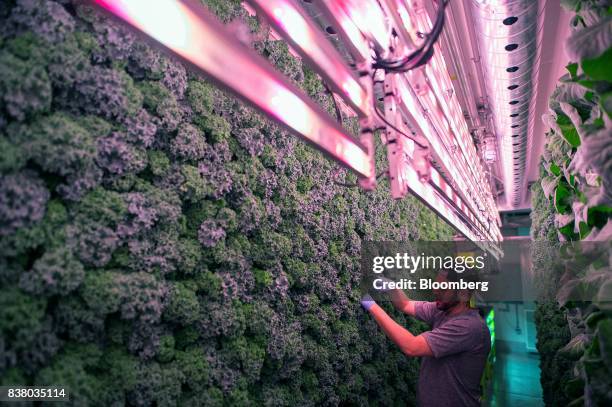 An employee inspects a wall of kale and greens growing vertically inside a modular farming unit at Modular Farms Co. Headquarters in Brampton,...