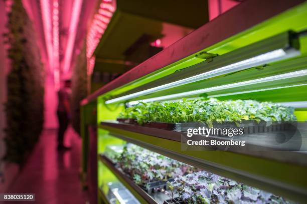 Modular Planting Unit 377 Modular Container Stock Photos, High-Res Pictures, and Images ...