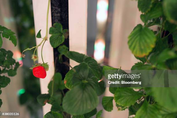 Strawberry grows among a variety of test crops at Modular Farms Co. Headquarters in Brampton, Ontario, Canada, on Friday, Aug. 11, 2017. The...