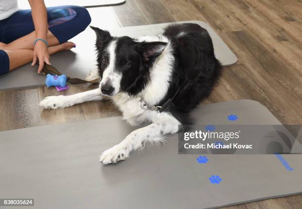 Guests at Natural Balance Pet Foods announce new formula with Lance Bass and Downward Dogs - Literally - at The DEN Meditation on August 23, 2017 in...