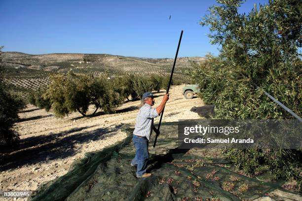 Vicente Urbano uses a long stick to beat the branches of an olive tree November 21, 2008 in Carteya La Nueva near Cordoba, Spain. Jobs such as the...